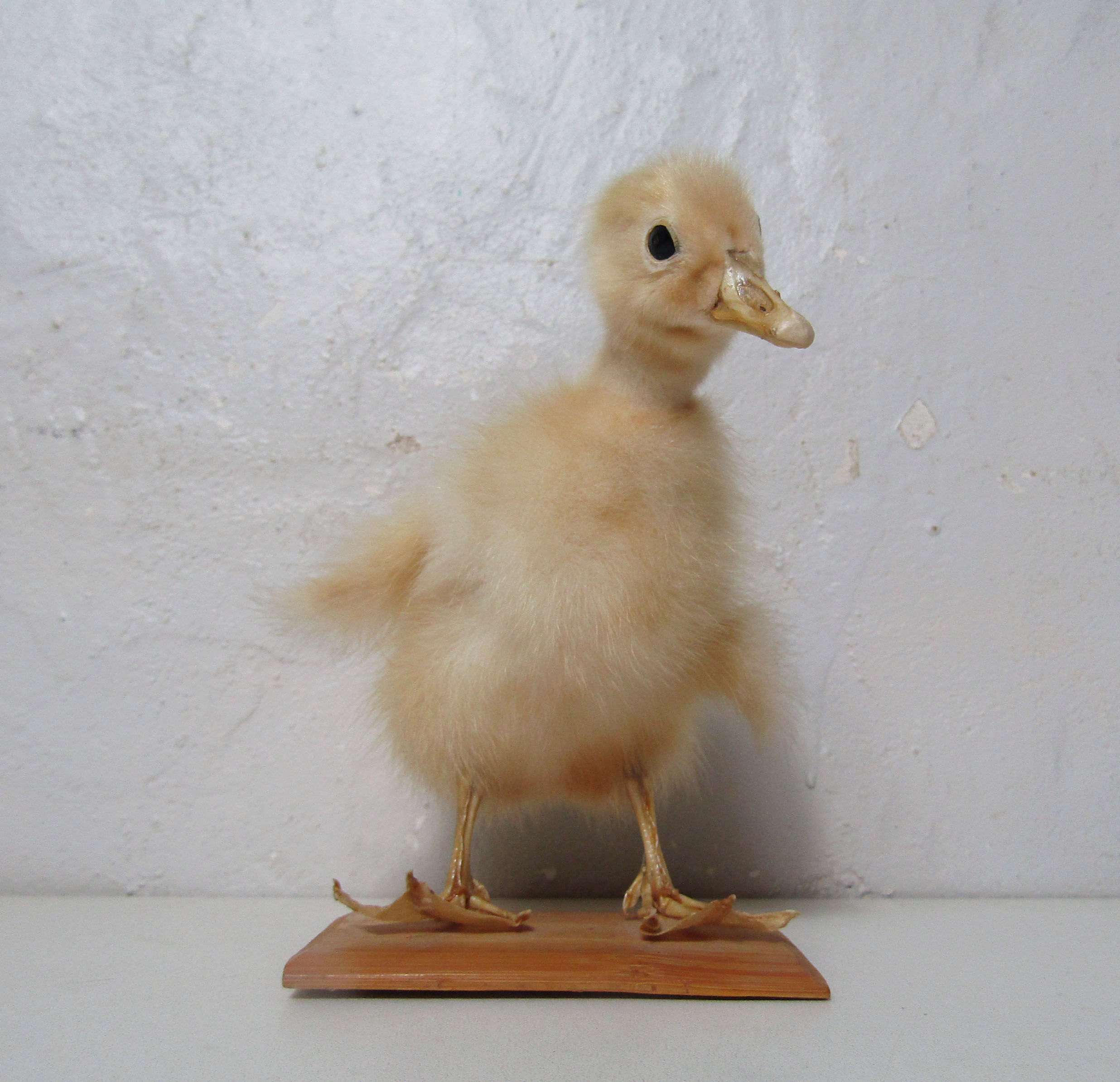 Taxidermy duckling