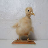 Taxidermy duckling
