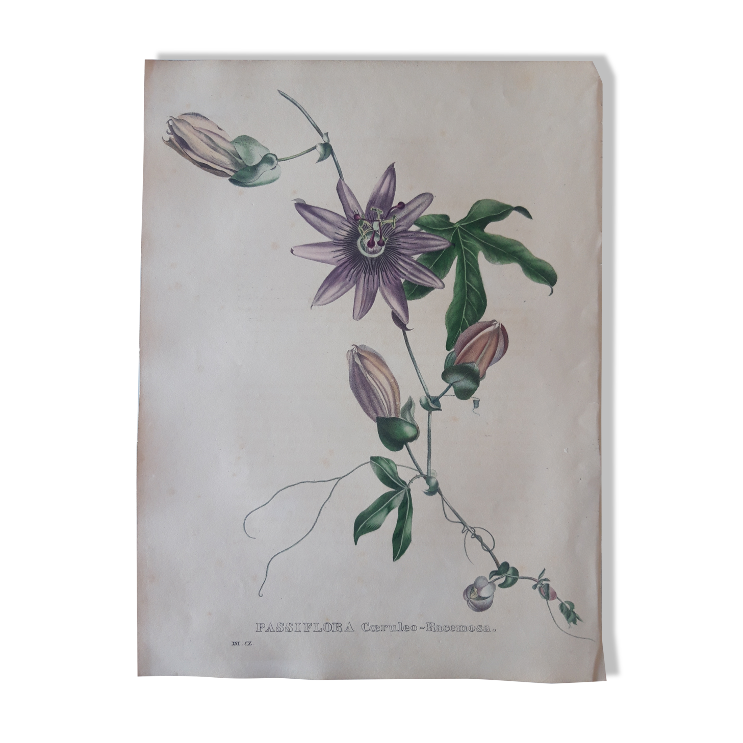 Botanical plank Passiflora Coeruleo Racemosa , lithographed and colored, Sertum Botanicum 1832