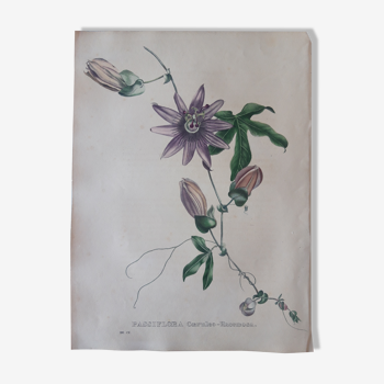 Botanical plank Passiflora Coeruleo Racemosa , lithographed and colored, Sertum Botanicum 1832