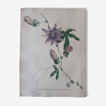 Planche botanique Passiflora Coeruleo Racemosa , lithographiée et coloriée, Sertum Botanicum 1832