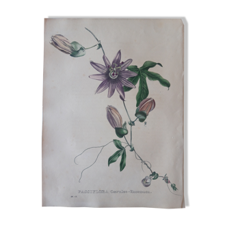 Planche botanique Passiflora Coeruleo Racemosa , lithographiée et coloriée, Sertum Botanicum 1832