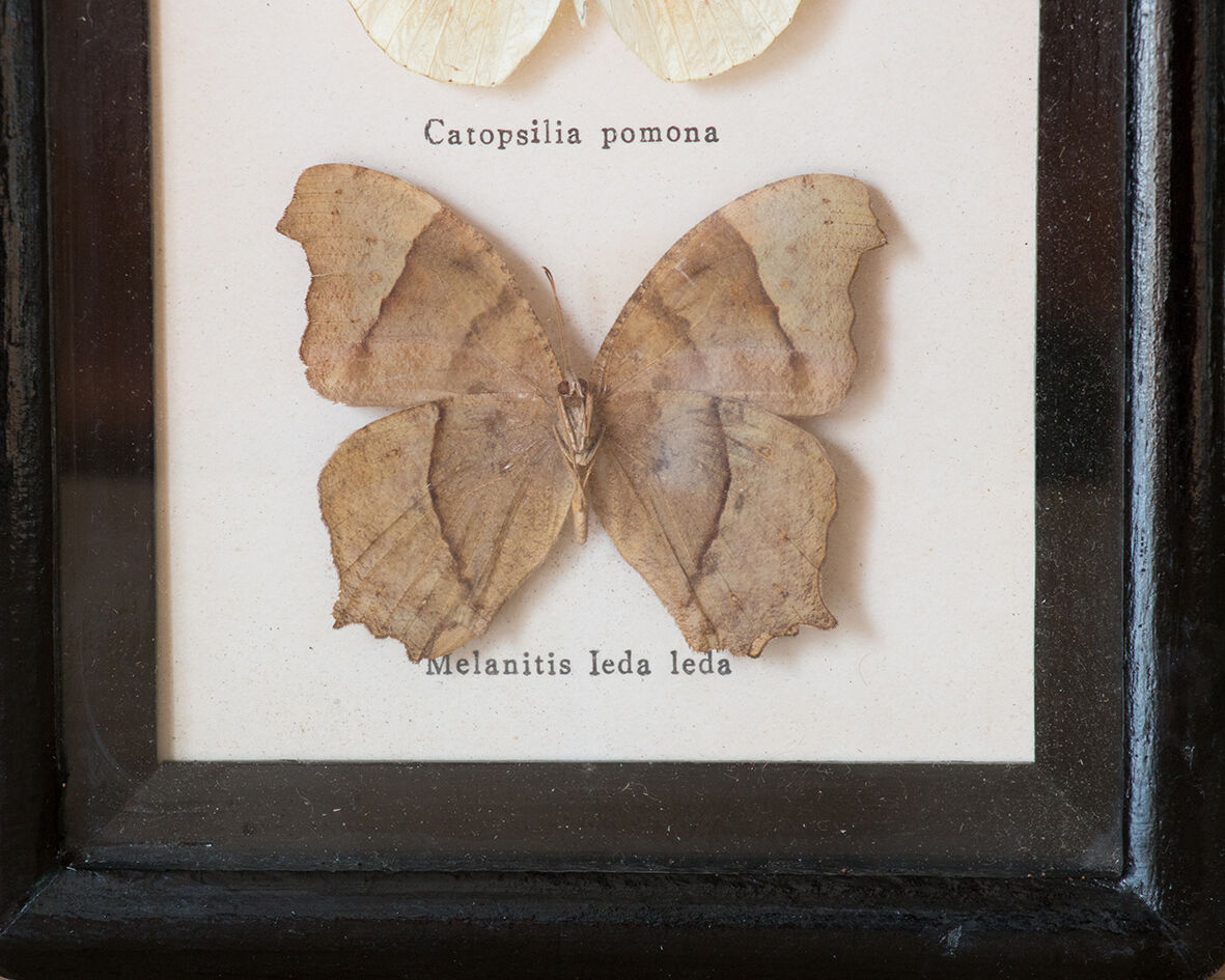 Framed butterflies