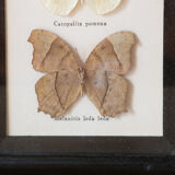 Framed butterflies