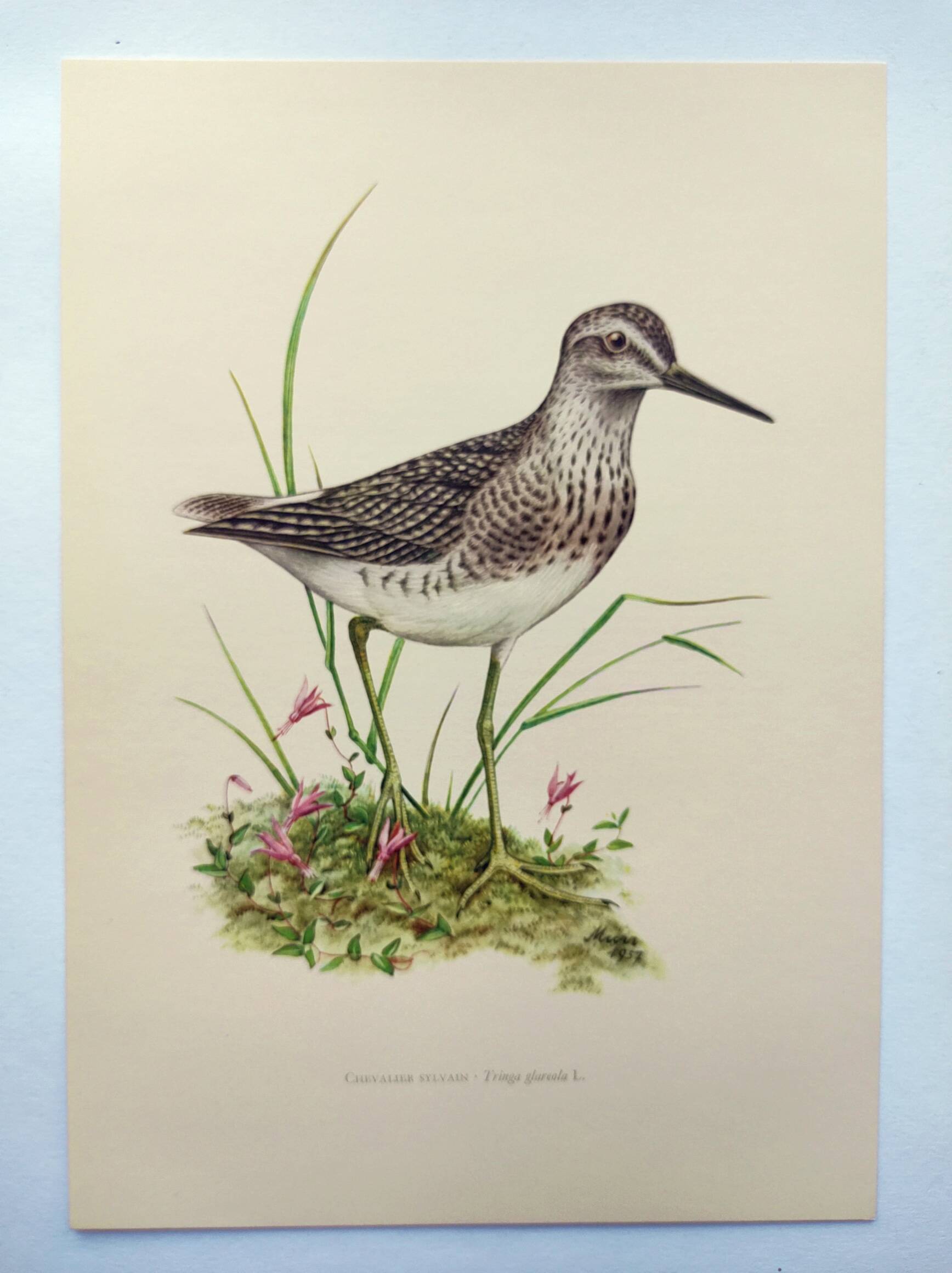 Antique bird plate from the 1960s - Wood Knight - Illustration