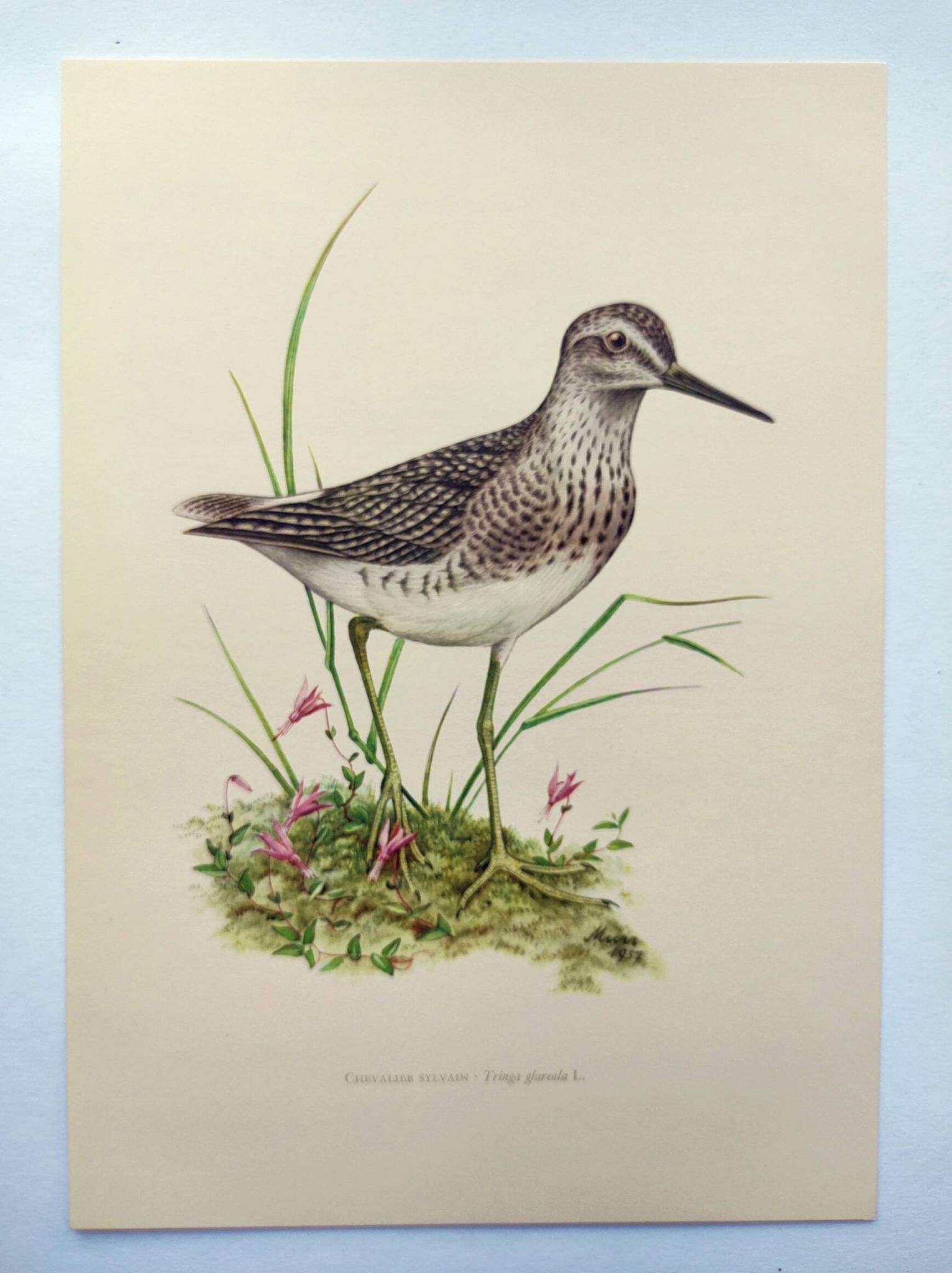 Planche ancienne oiseaux - Chevalier Sylvain, années 1960