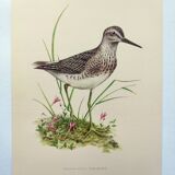 Antique bird plate from the 1960s - Wood Knight - Illustration