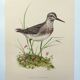 Planche ancienne oiseaux - Chevalier Sylvain, années 1960