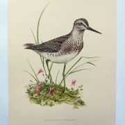 Planche ancienne oiseaux - Chevalier Sylvain, années 1960