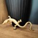 Lézard
