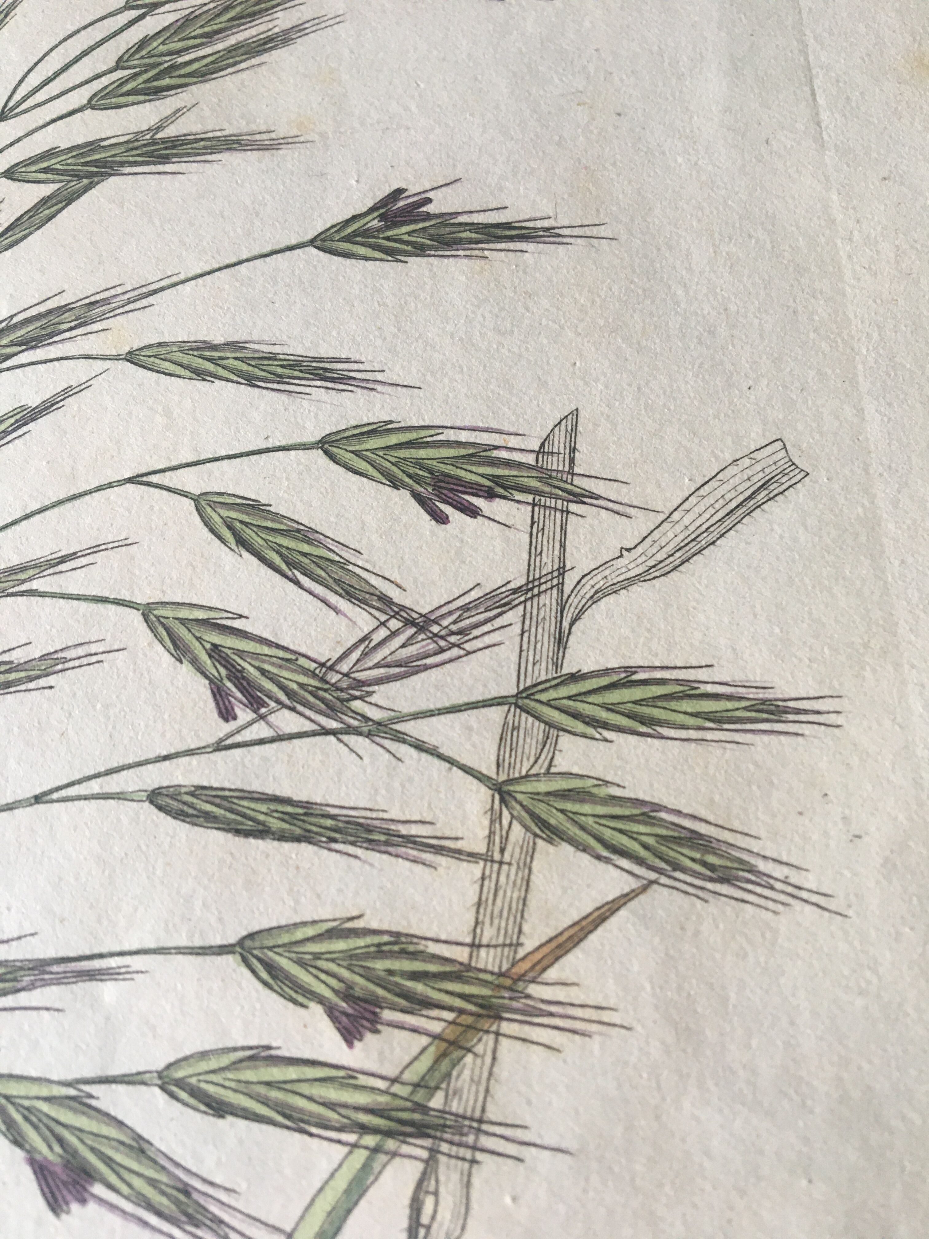 Planche herbier, Ed Londres, 1809