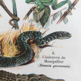 Planche pédagogique originale reptiles