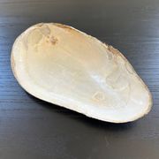 Vide poche coquillage en nacre