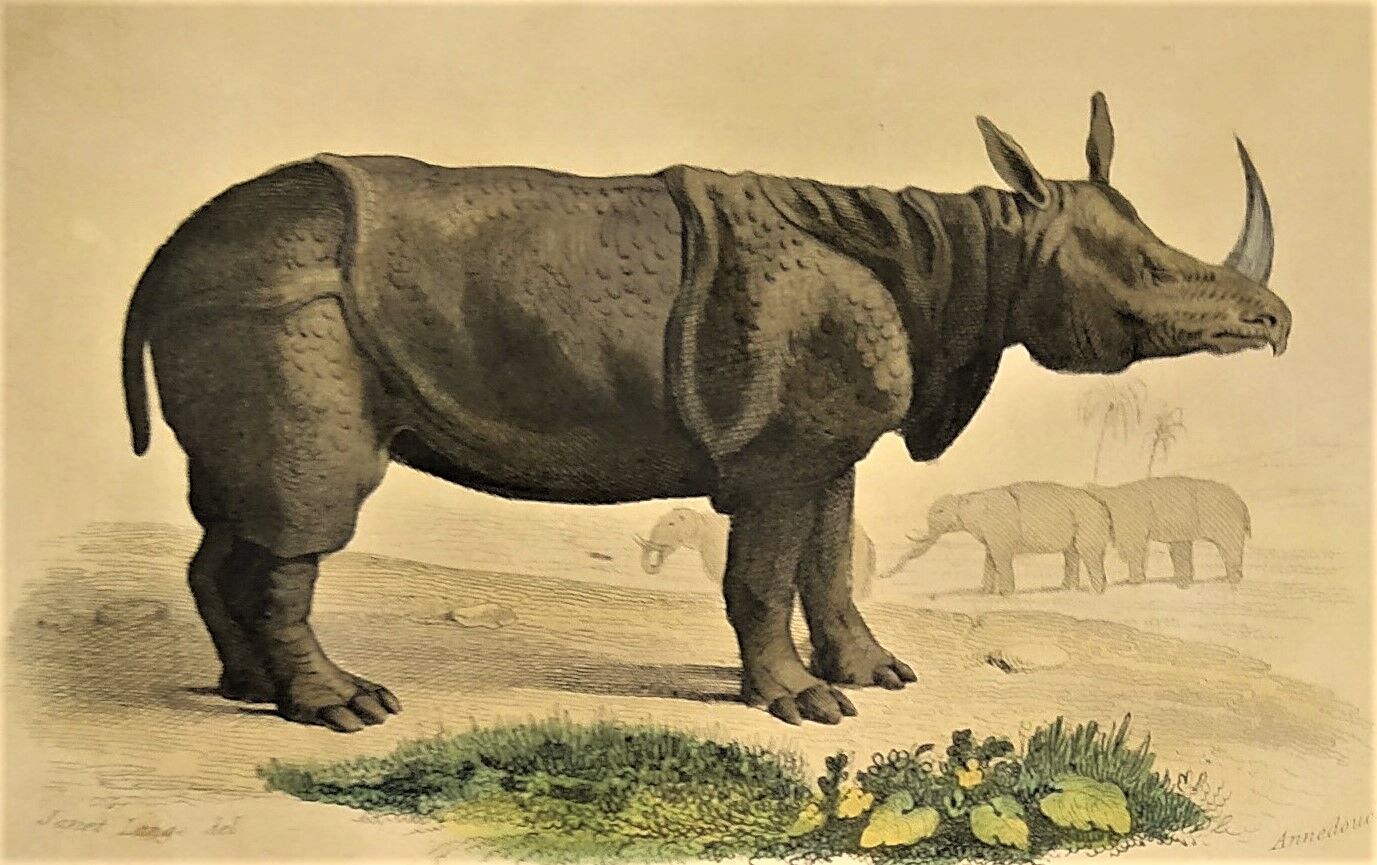 Original zoological frame engraving from 1839 " rhinoceros & hippopotamus "