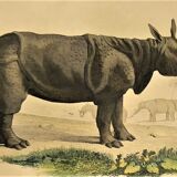 Original zoological frame engraving from 1839 " rhinoceros & hippopotamus "