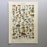 Old engraving 1897 - Mushrooms A. Millot - botanical plate