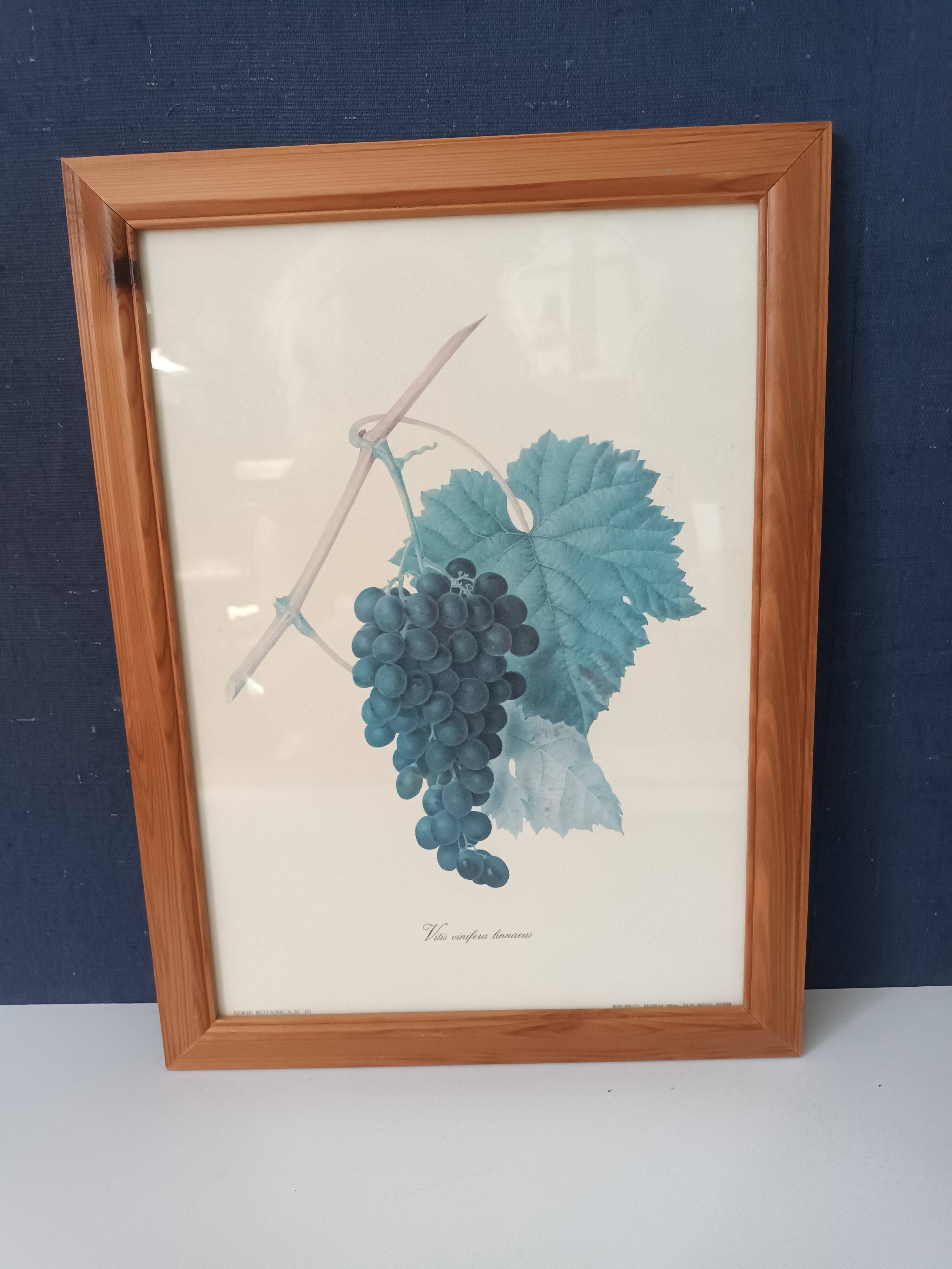 Botanical lithographs bunch of grapes