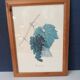 Botanical lithographs bunch of grapes