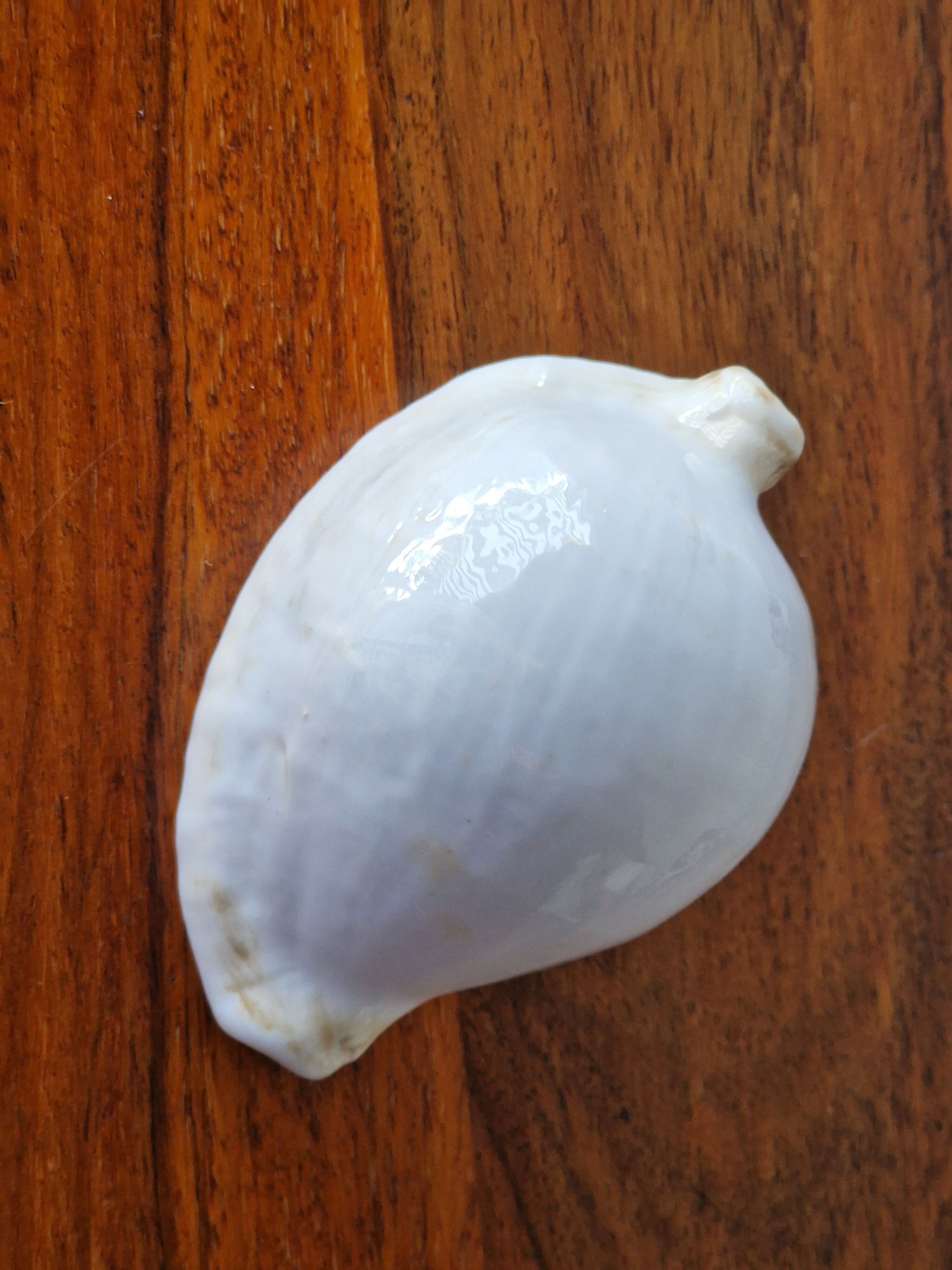 Ancient shell collection