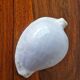 Ancient shell collection
