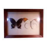 Duo of butterflies under glass