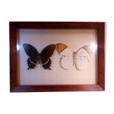 Duo of butterflies under glass