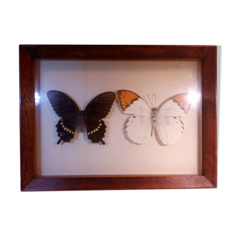 Duo of butterflies under glass