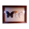 Duo of butterflies under glass