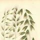 Engraving from 1889 - Wild Oats by A. Pratt - vintage botanical
