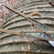 Miroir en forme d'hirondelle