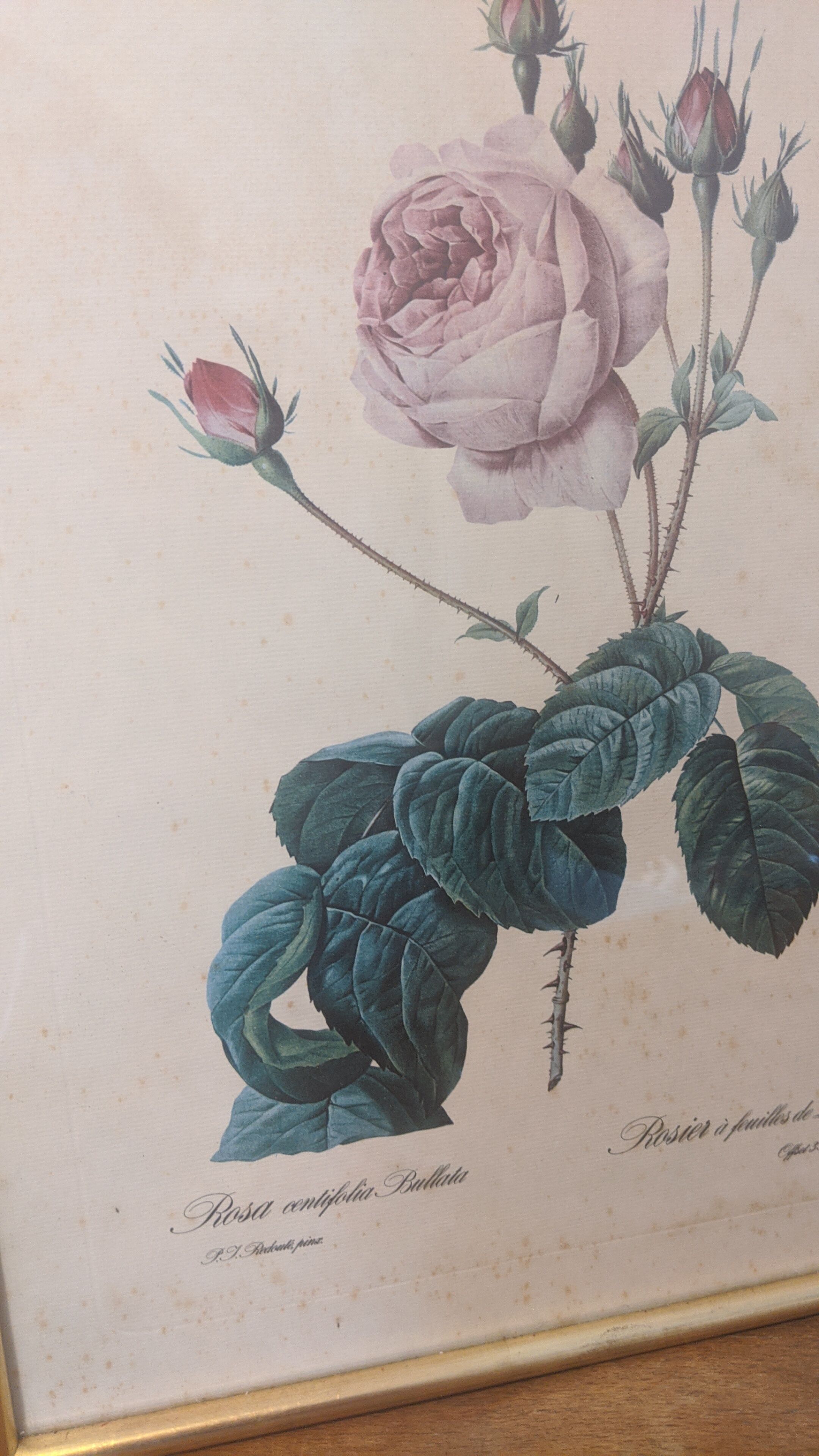 Frame Dreaded rose bush