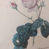 Frame Dreaded rose bush