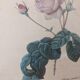 Frame Dreaded rose bush