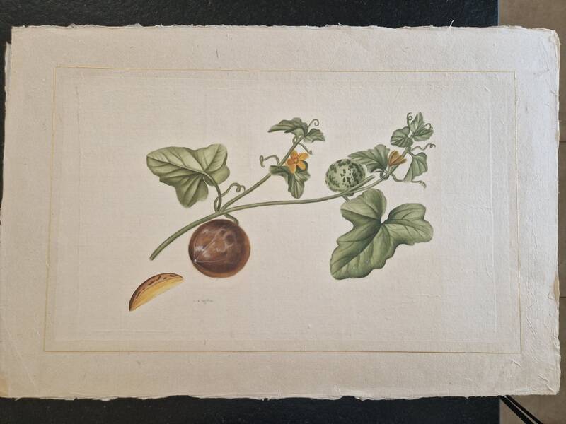 La Roche Laffitte (Born in 1943) - Watercolour drawing on silk - Cucumis