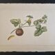 La Roche Laffitte (Born in 1943) - Watercolour drawing on silk - Cucumis