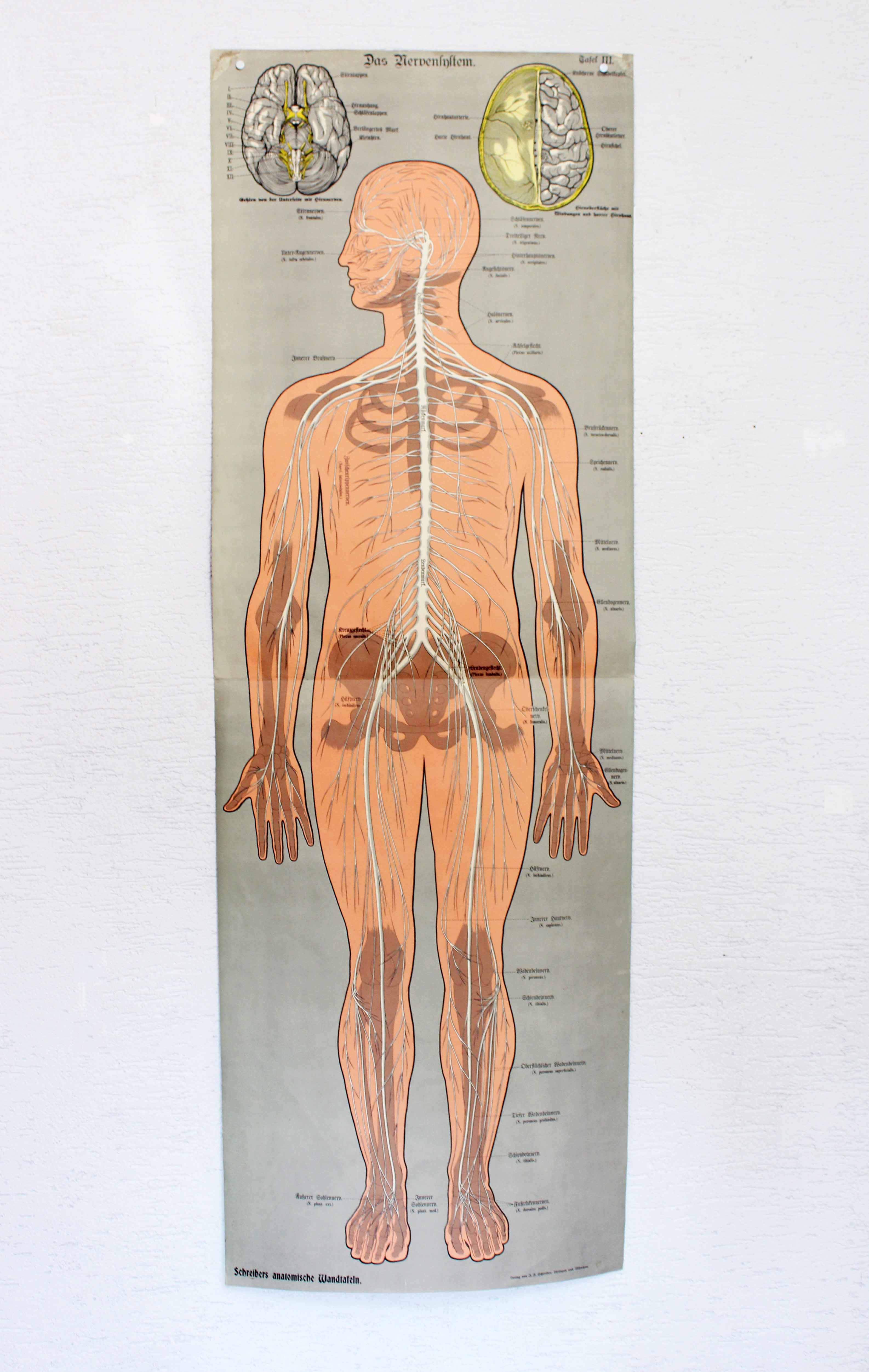 Old anatomy illustration of the nineteenth century
