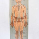 Ancienne illustration d'anatomie du XIXeme