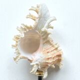 Murex shell on a turned blackened wooden base, 19th century.