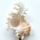 Murex shell on a turned blackened wooden base, 19th century.