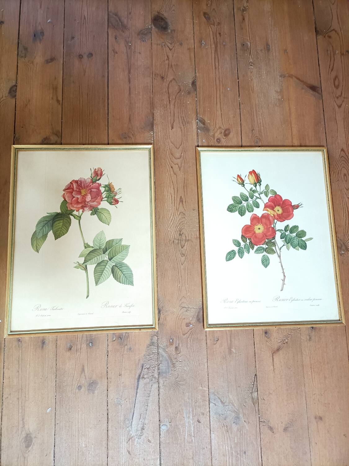 Lithograph PJ Redoute Old Rose