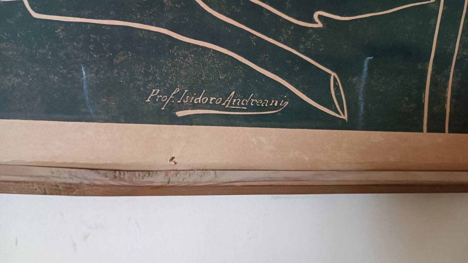 Antique print of a liberty plate by Prof. Andreani Isidoro - botanical plants, early 1900s