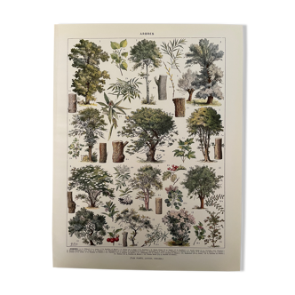 Lithographie gravure sur les arbres de 1928