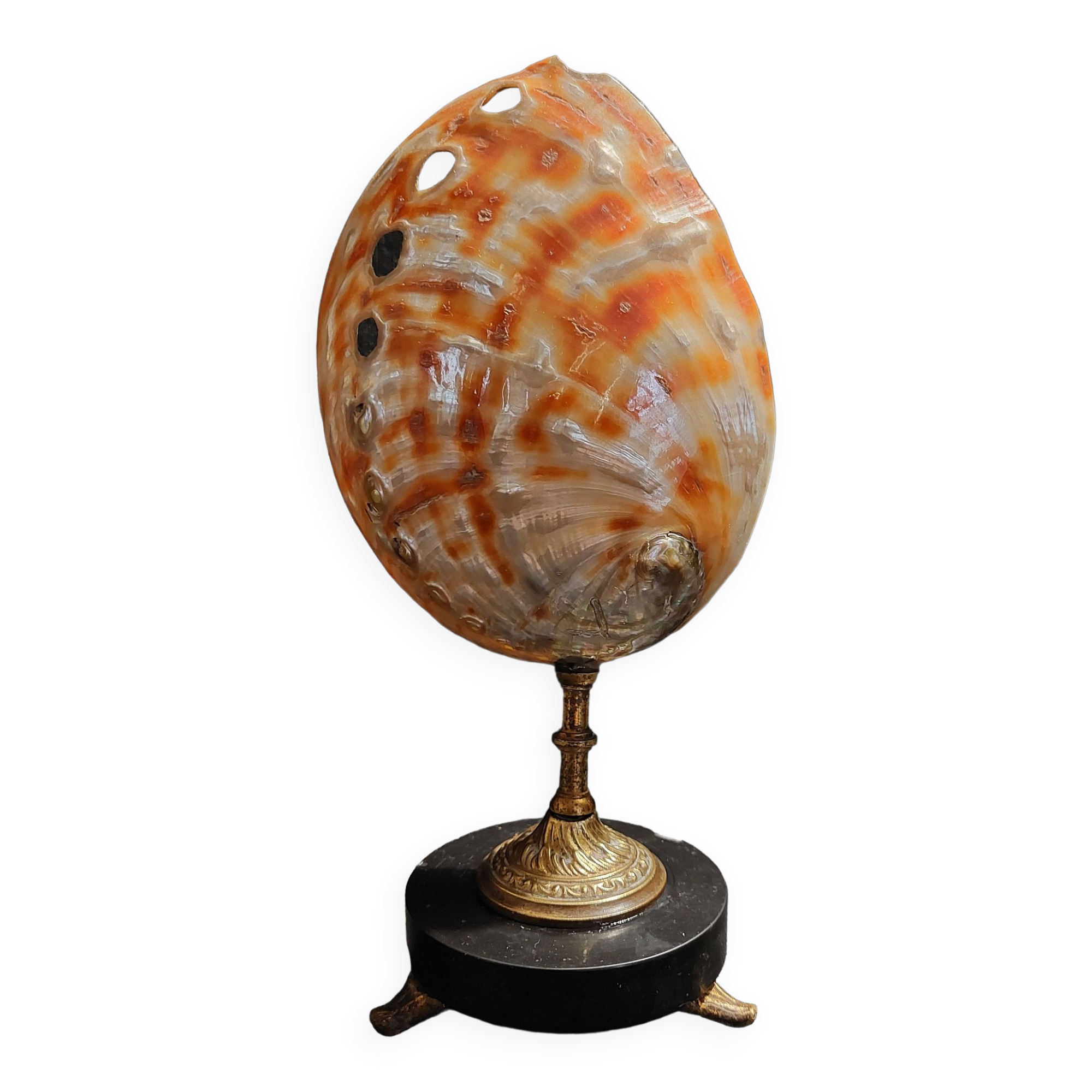 Cabinet of Curiosities haliotis rufescens shell on base