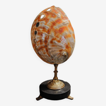 Cabinet of Curiosities haliotis rufescens shell on base