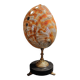 Cabinet of Curiosities haliotis rufescens shell on base