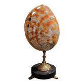 Cabinet of Curiosities haliotis rufescens shell on base