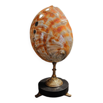 Cabinet of Curiosities haliotis rufescens shell on base