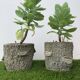 Two cement planters imitation tree trunks
