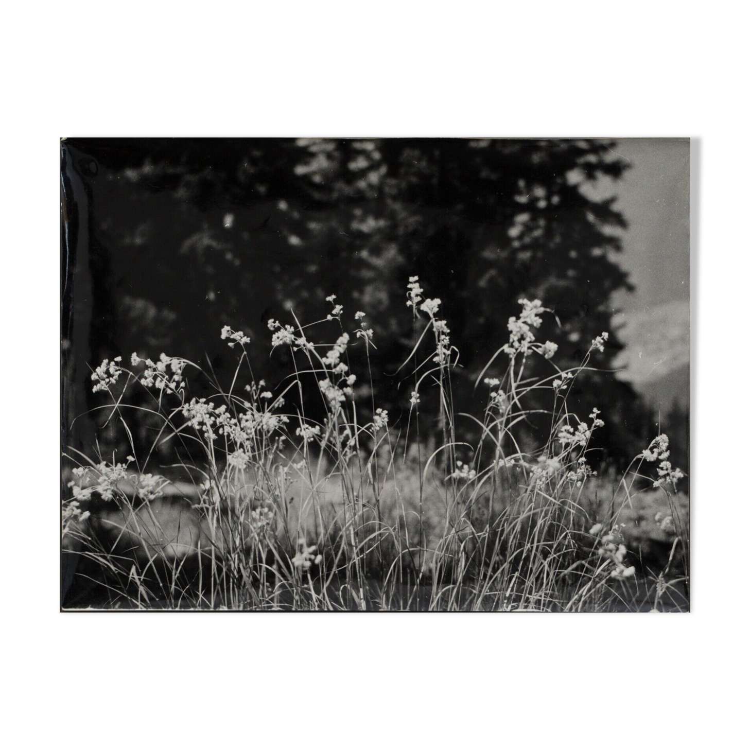 Film photography Bernard Darot Grasses Flowers XXth