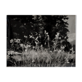 Film photography Bernard Darot Grasses Flowers XXth